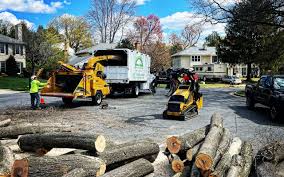 How Our Tree Care Process Works  in  Honeoye Falls, NY