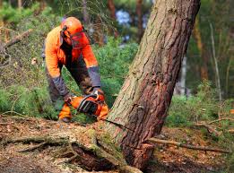 Professional Tree Care in Honeoye Falls, NY